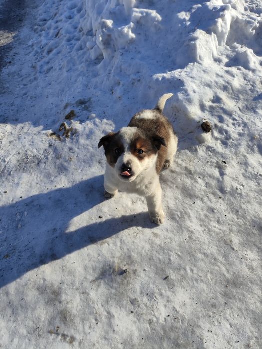 Отдам щенка в добрые руки, будет хорошим охранником, рост средний.