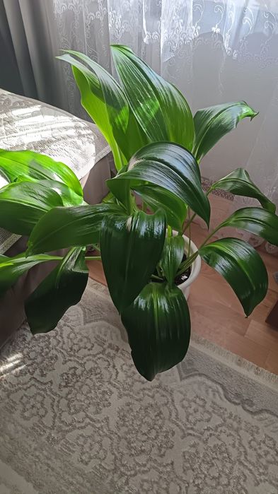 Комнатные расстения Эухарис