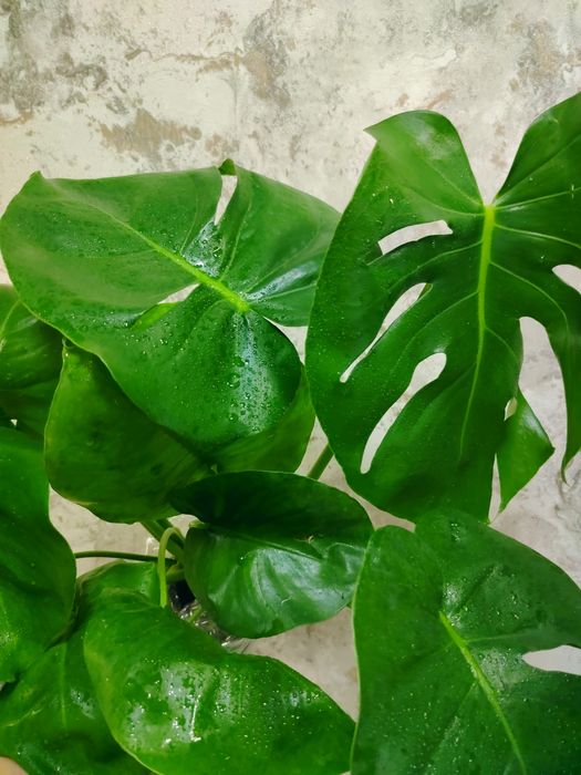 Комнатные растения для дома