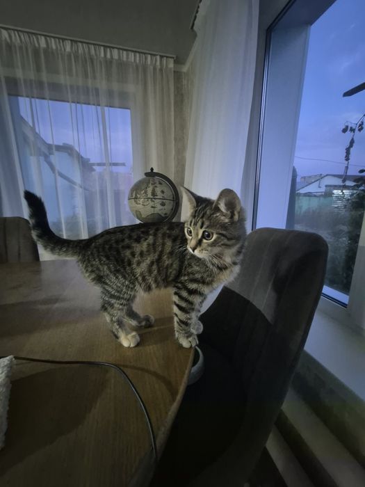 Отдам котёнка, 3 месяца