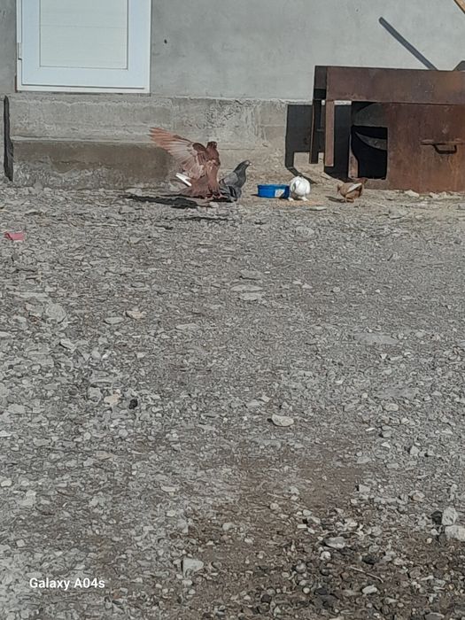 Продам галубей бакинцы