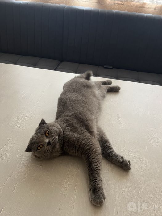 мишик скотиш фолд