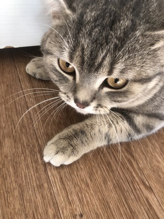 кошка шотландский