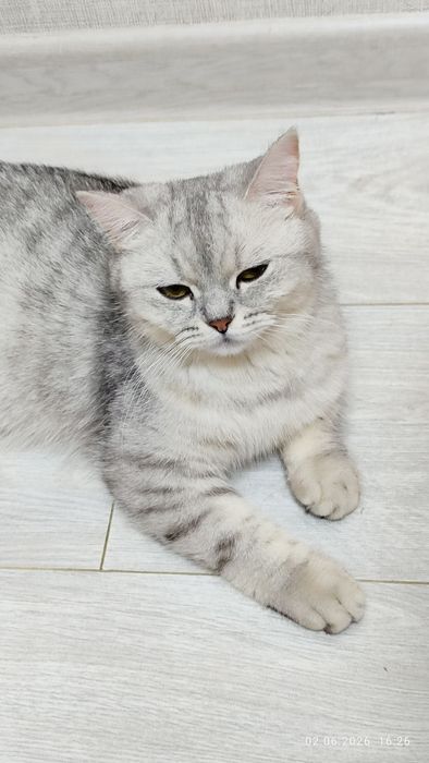 Серебристая шшеншила скоттиш фолд