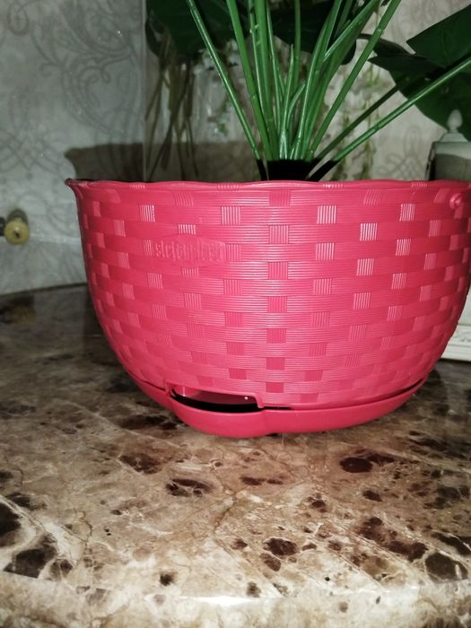 Пальмы 2 штуки, антуриум!