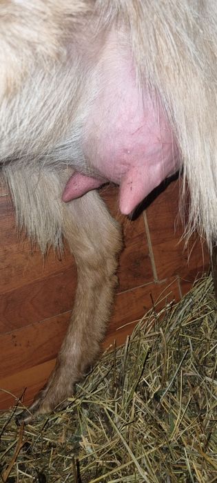 Capra de un an cu un ied (mascul)