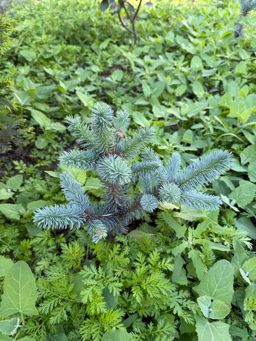 Голубая ель (Фет-алберт) Италия, пайванд қилинган