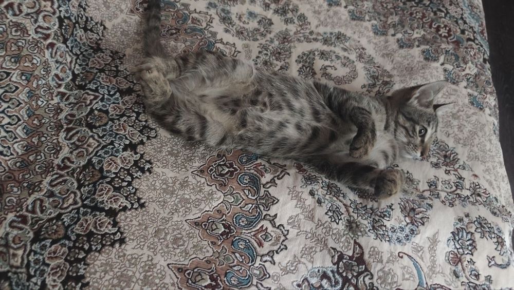 КОТЕНОК 2-3 МЕСЯЦА, домашний