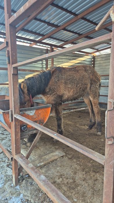 Тай,   жеребенок