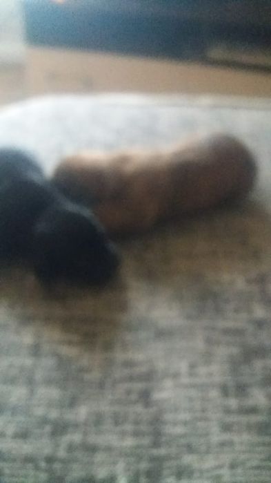 Открыта броньна щенков