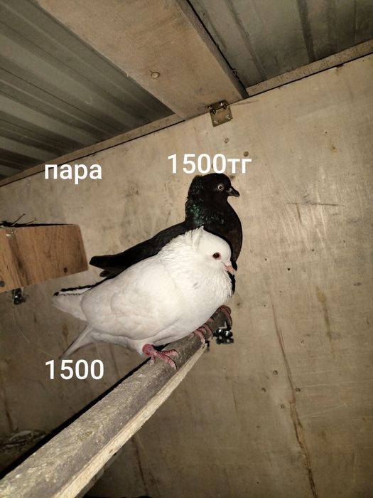 Голуби кус кептер