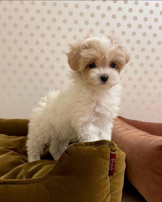 Bichon maltez mini toy