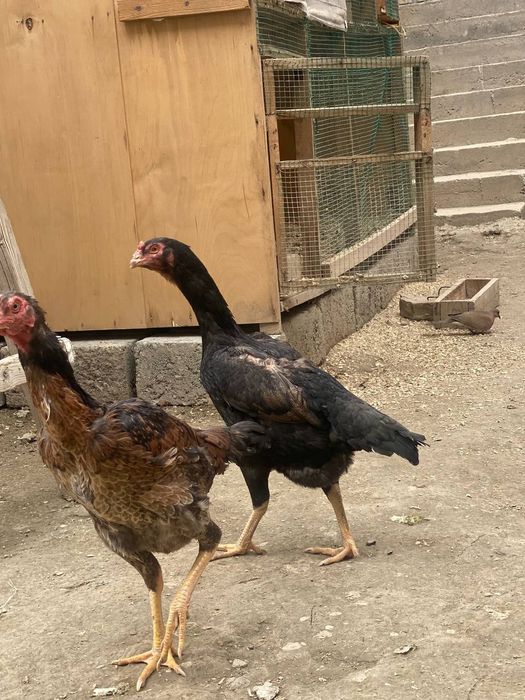 Dakan tovuqlar sotiladi