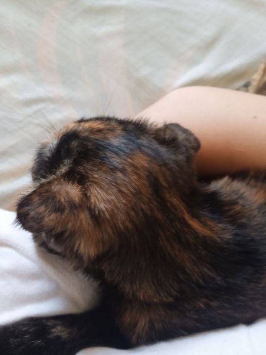 Продам котенка вислоухая девочка