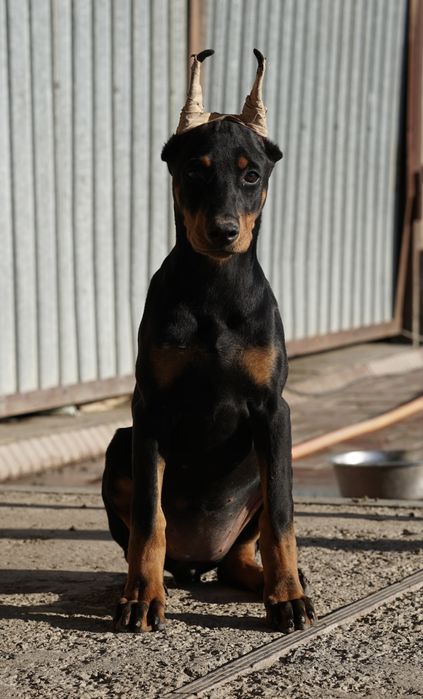 Продаются щенки добермана