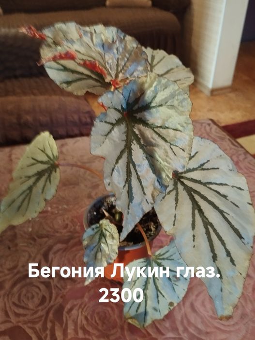 Продам комнатные растения