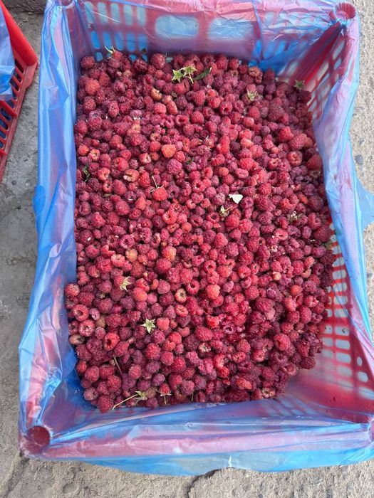 Malina, Smarodina, shotut, Kirojonik