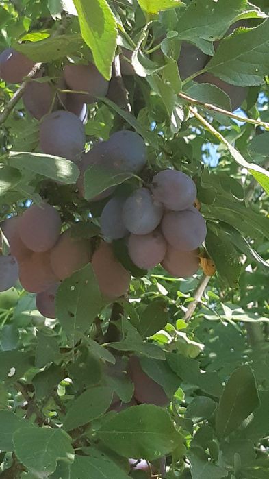 Prune coapte netratate