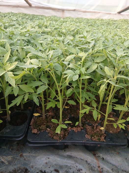 Rasad rosii,Rila, kalina, prekos