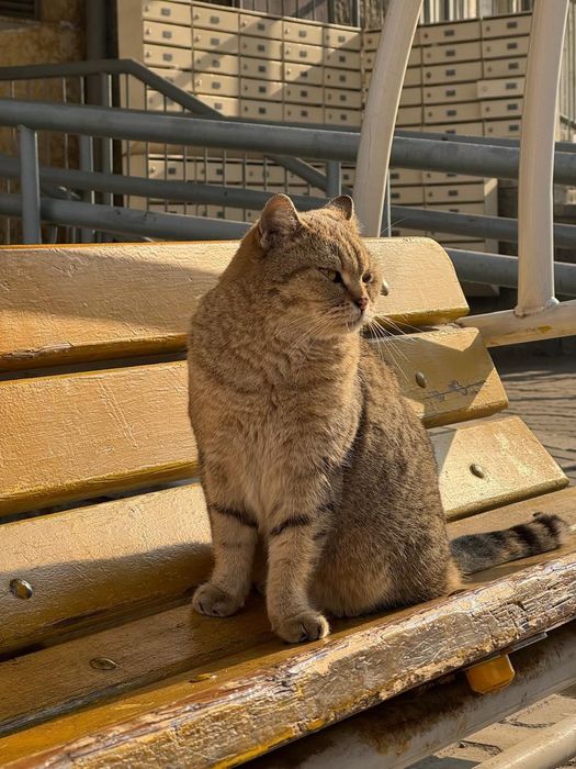 Бесплатно кошечка