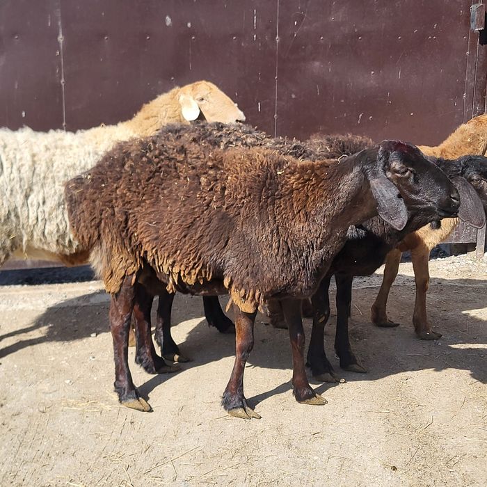 Продам 4 головы Арашан маток