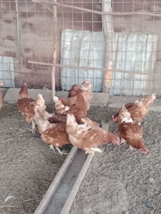 Продам курей породы ломонбраун