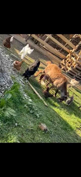 Capra buna de lapte  la a 3 fatare gestanta