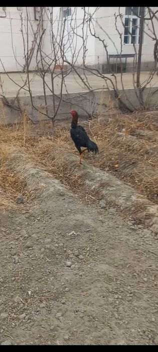 shamo.Kares.ganoy.kulangi,dakan.xo'roz.xuro'z