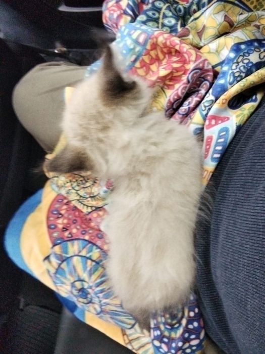 Вислоухий котёнок