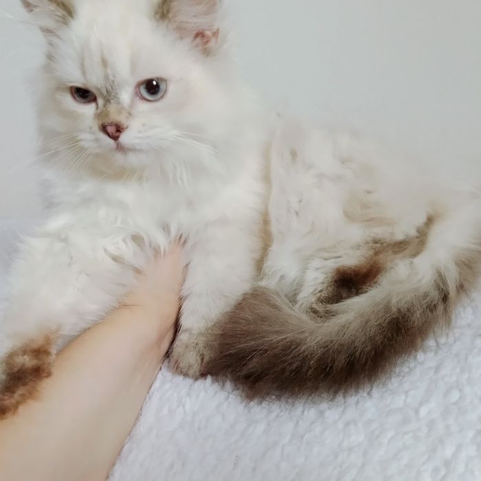 Породистые котята