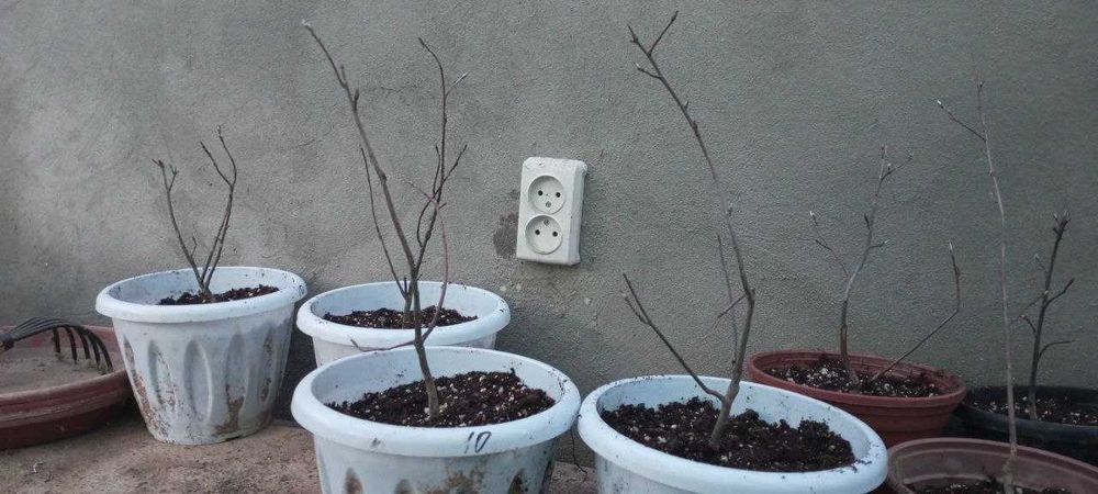 Саженцы Красноярской Ирги