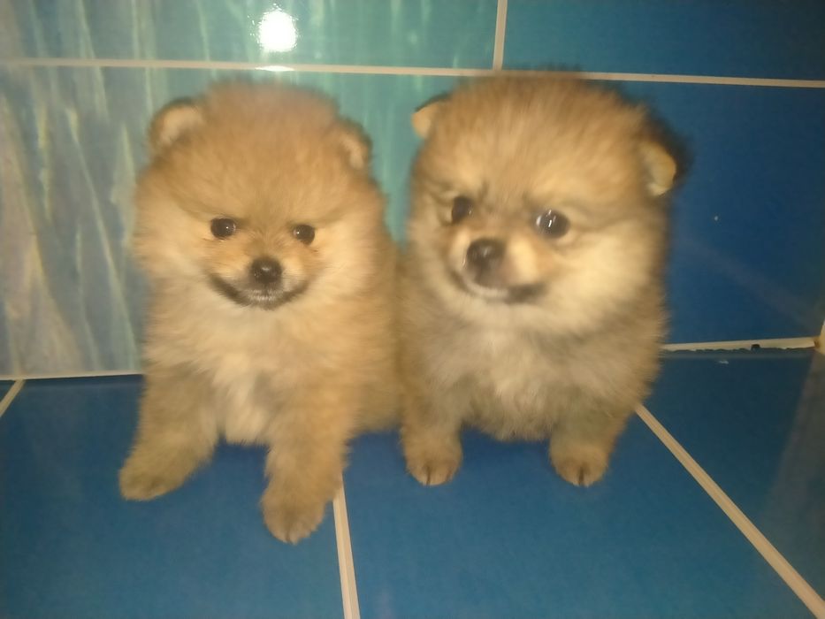 Померанский шпиц