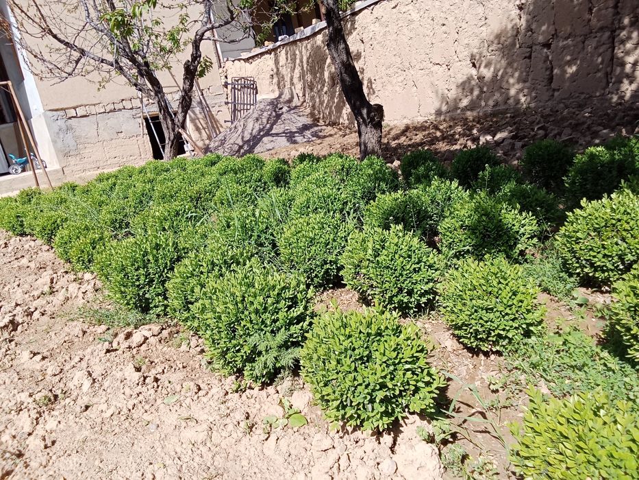 Shamshod sotiladi keles