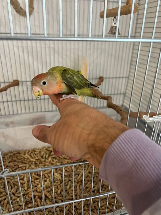 Papagal agapornis + colivie