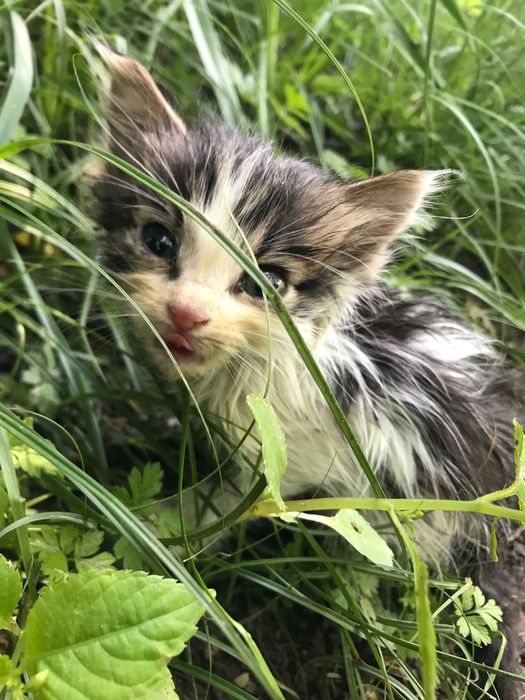 Отдам бесплатно котёнка.