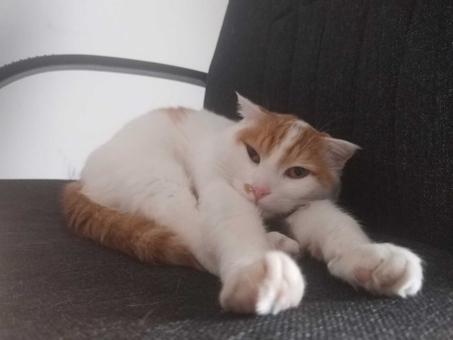 Mushuk sotiladi zoti turk vangi