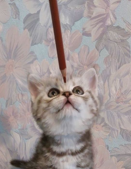 Британские котята с документами