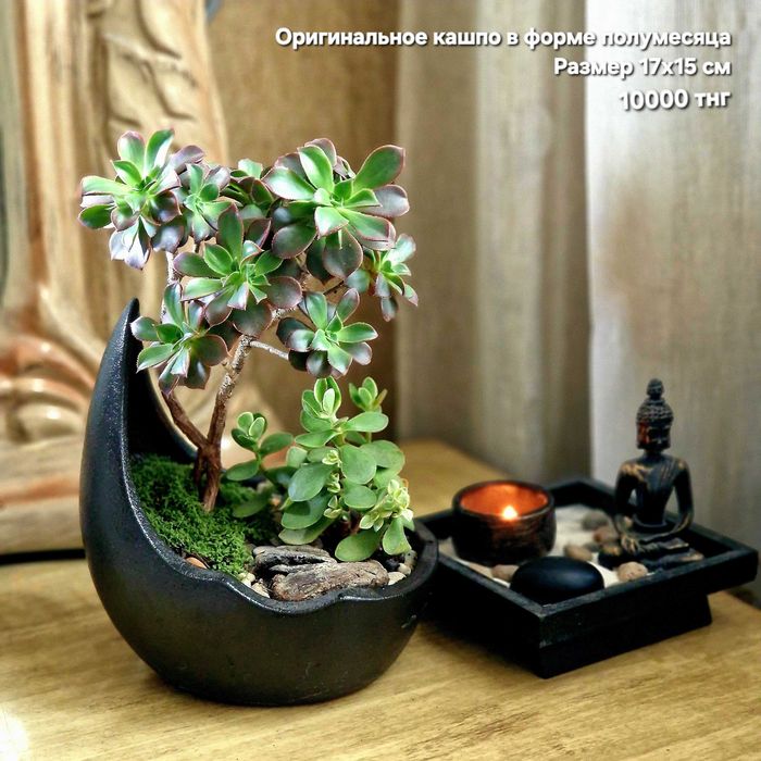 Суккуленты, флорариумы, композиции