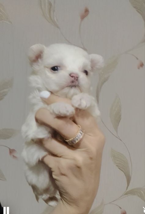 Кукольные малышки Мальтезе (мини)