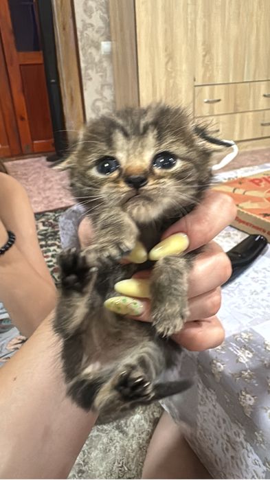 Принимаю бронь на котят