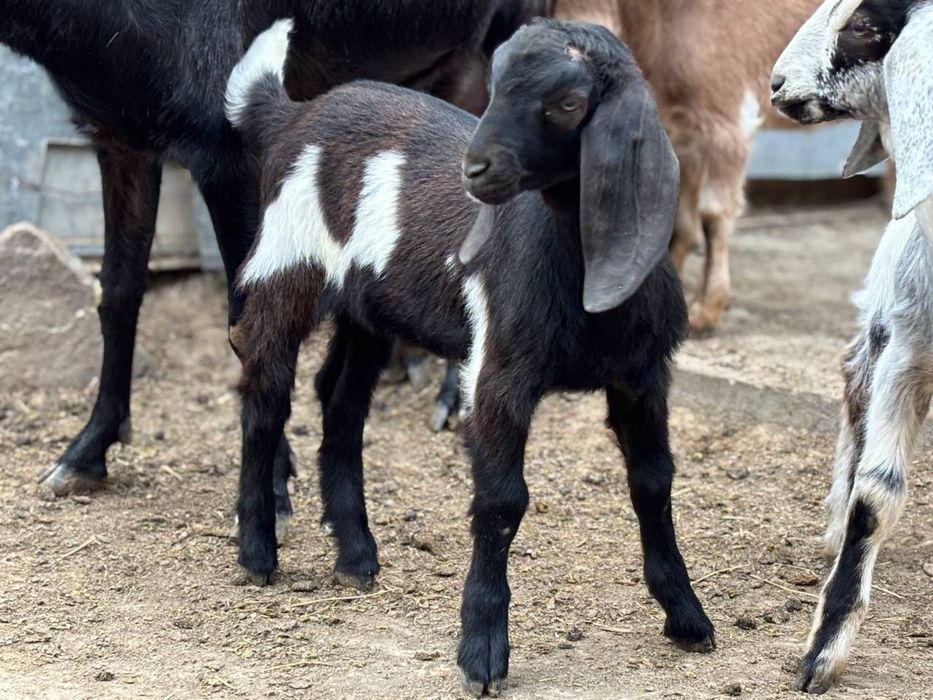 SROCHNO!!!Yosh takalar sotiladi