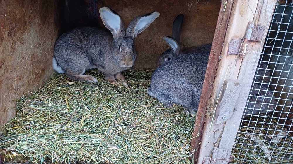 Vand iepuri femele - pui