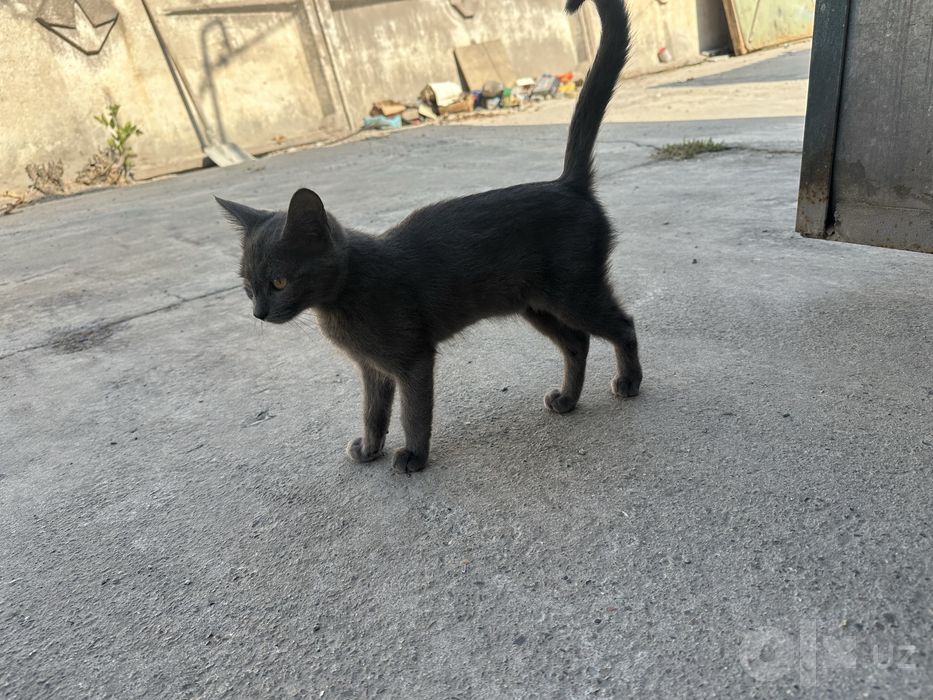 Отдам котика, 3,5 месяца мальчик
