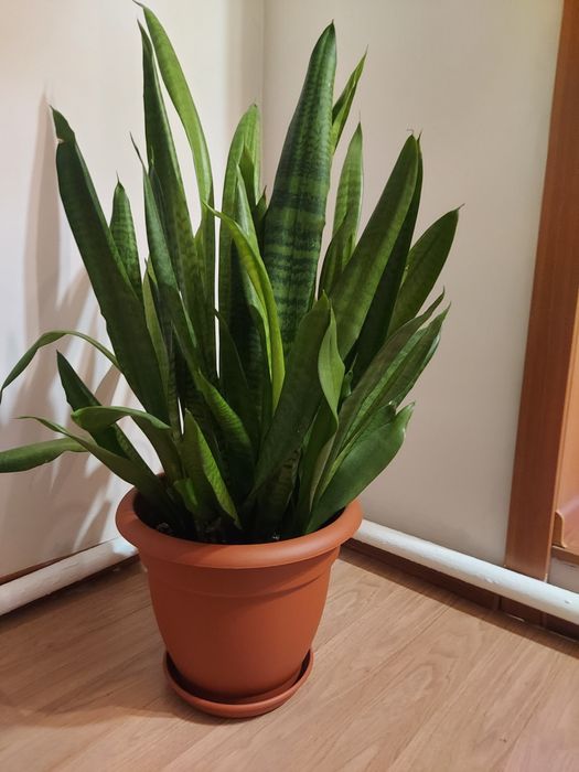 Цветы сансевиерия