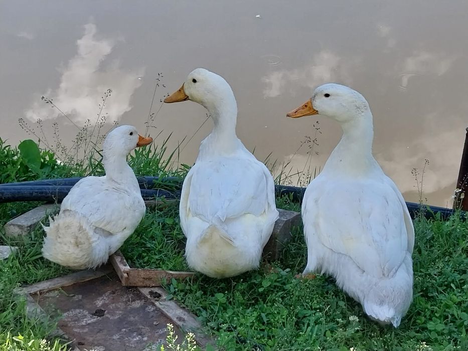 Rațe Pekin și Rațe Leșești (Mute) + Boboci – Diverse vârste