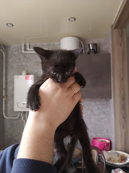 Отдам котят в добрые руки