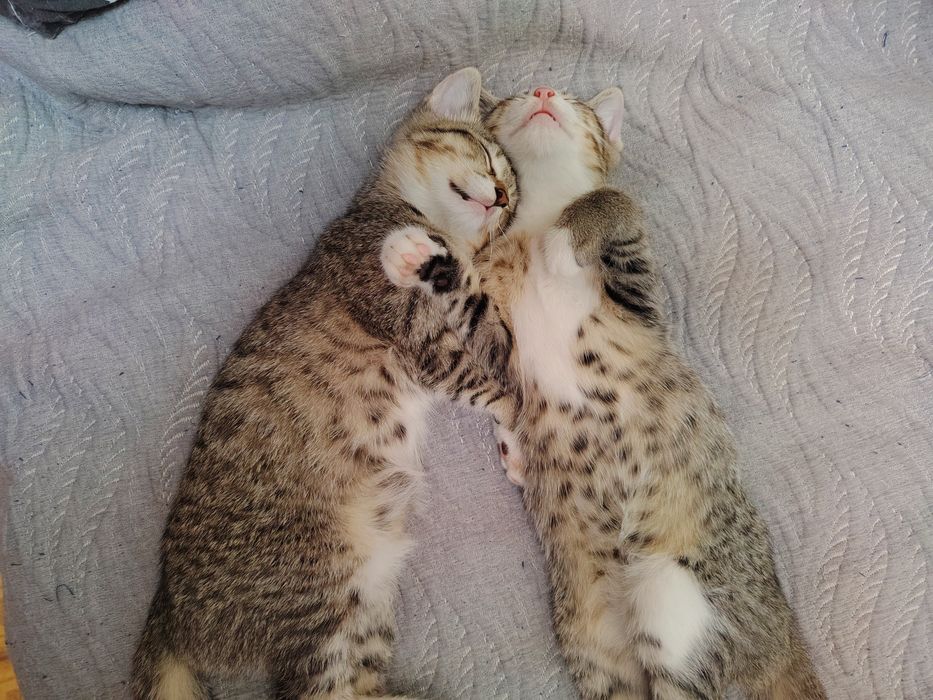 Котята, ждут своих хозяев.