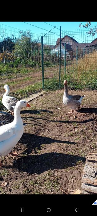 Vând gâște tinere