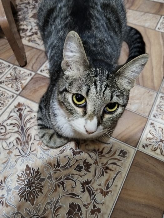 Котик ищет дом. Кастрирован.