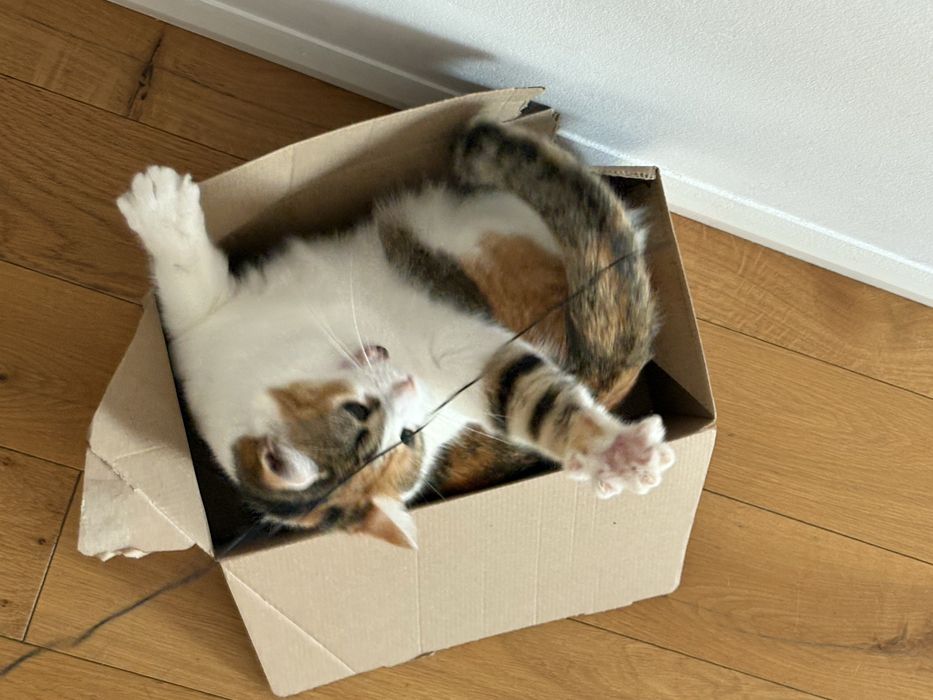 Cat Sitting Cluj-Napoca